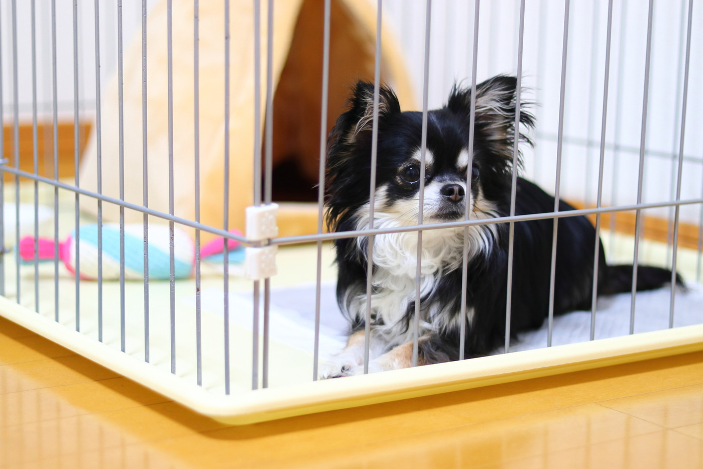 犬　トイレトレーニング　犬用サークル　チワワ