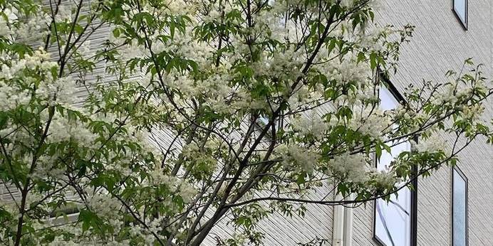 Asakusa HomeSuites Tokyo(東京都 ビジネスホテル) / 1