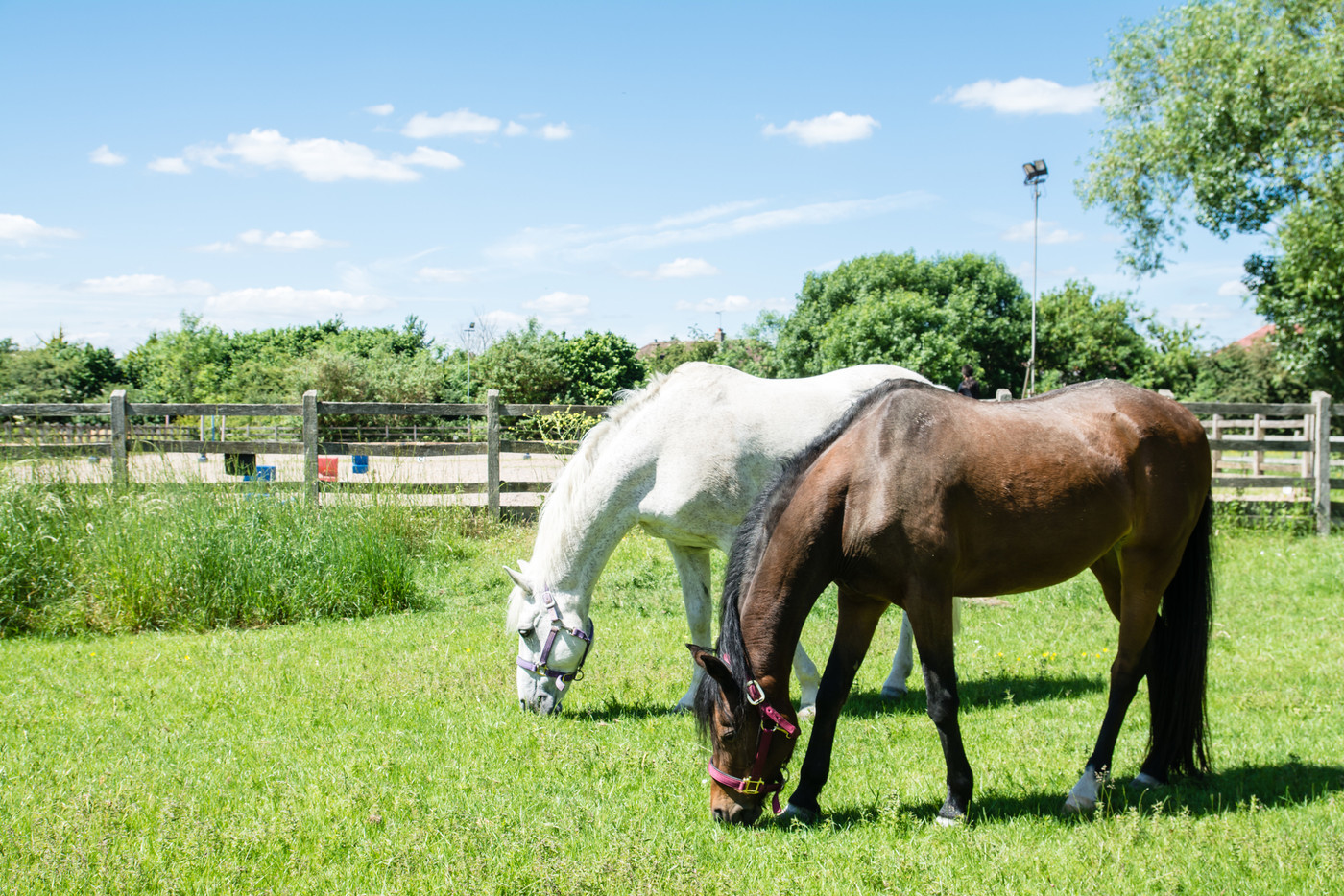 首を垂れて草を食べる白と茶色の馬たち