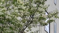 Asakusa HomeSuites Tokyo