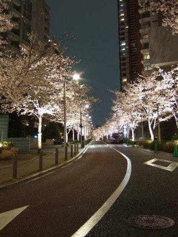 東京の桜の見ごろ（例年3月末から4月初め）31037