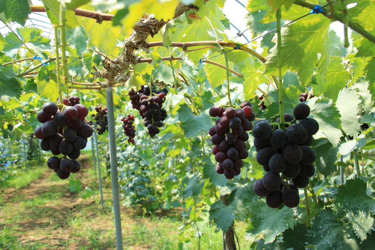 道の駅 神戸フルーツ・フラワーパーク大沢 フルーツ狩り