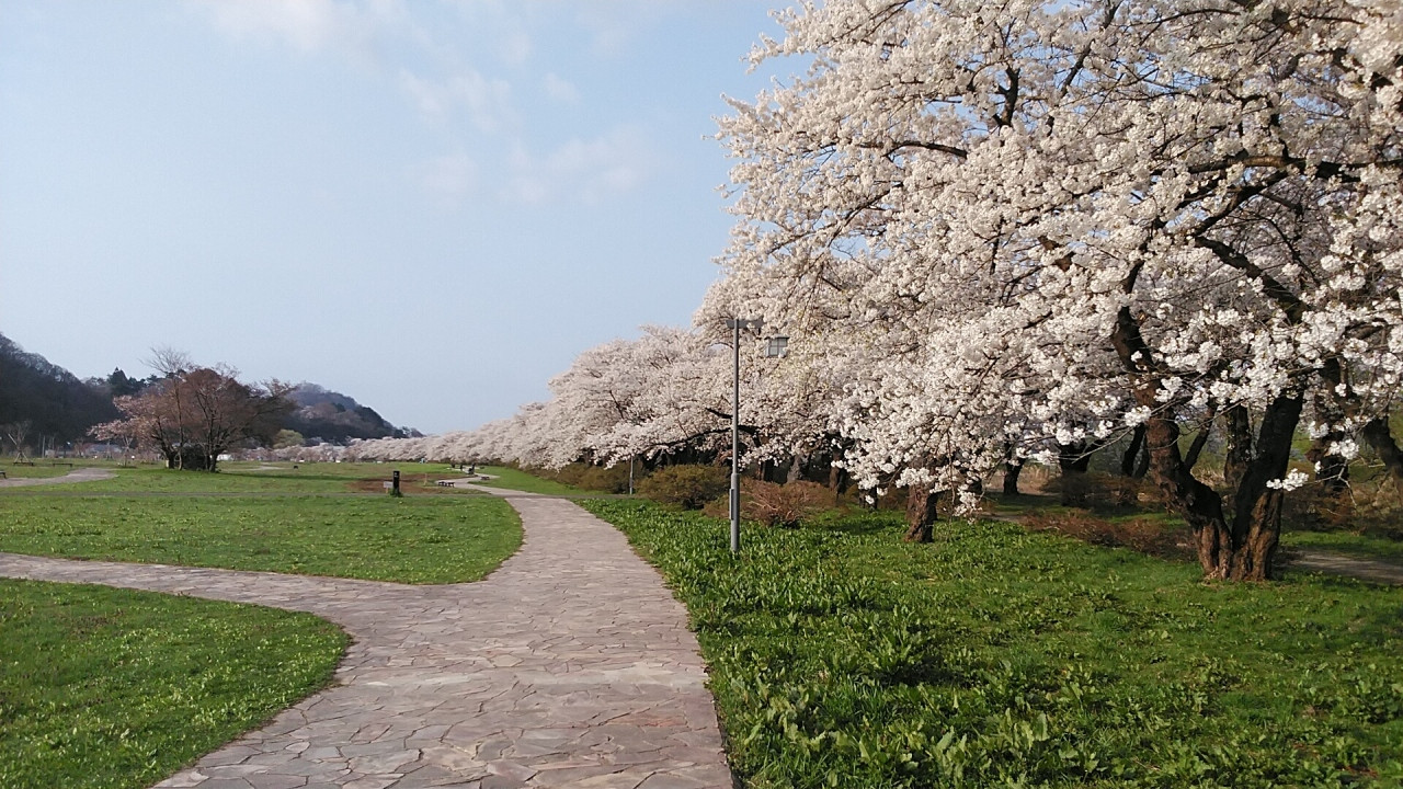 北上展勝地の桜