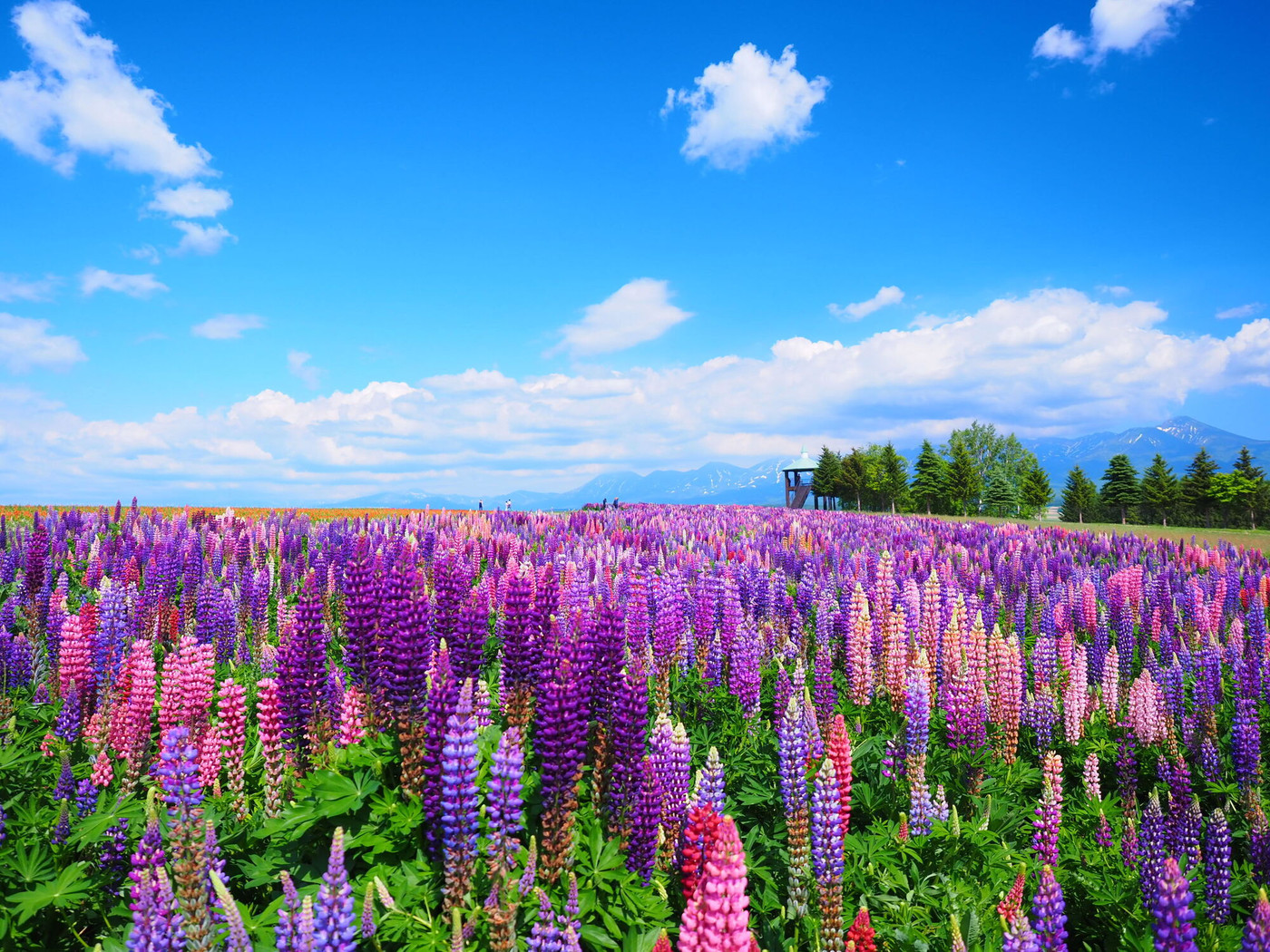 北海道の絶景 フラワーランドかみふらの ルピナス畑の風景