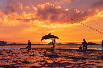 Let's go see a romantic sunset dolphin show 2386931