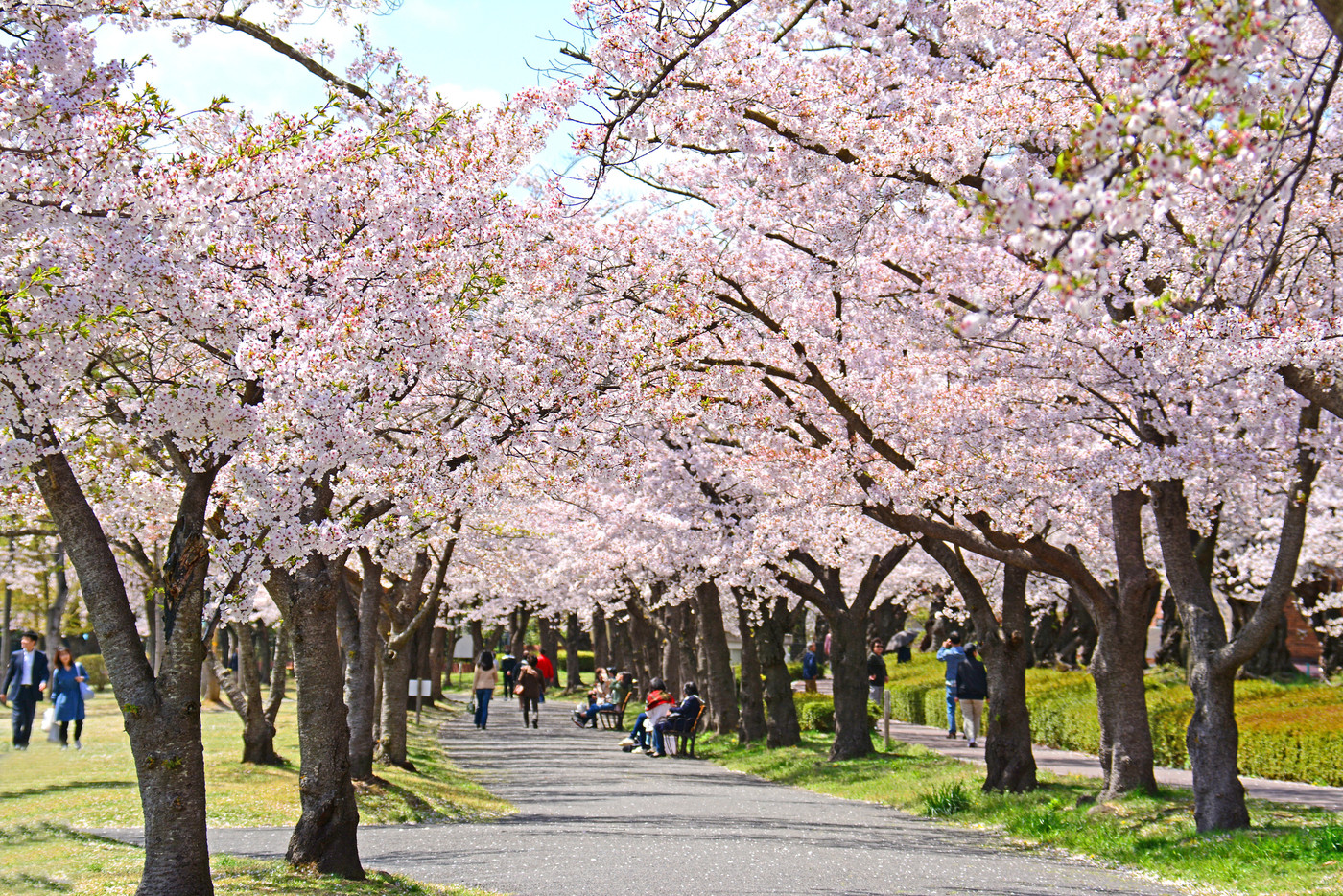 福島県郡山市 開成山公園の桜