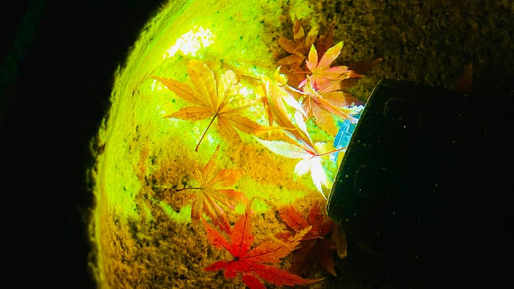 「長谷寺」へ
夜の紅葉観光 / 1