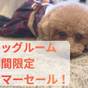 【ペット可】愛犬とステイ　サマーセール★おひとり様5000円引き！素泊まりプラン | サンセットビューホテル けひの海
