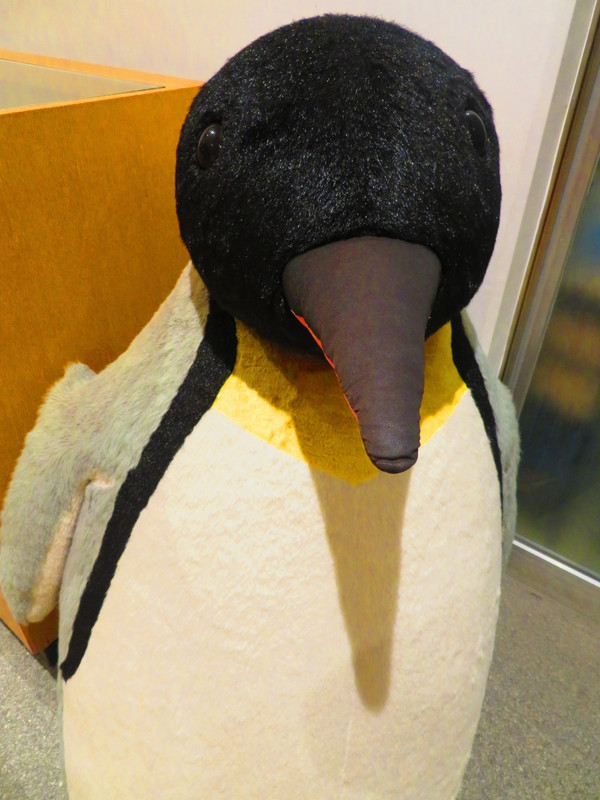 フロントにいる大きなペンギン。3羽いました。