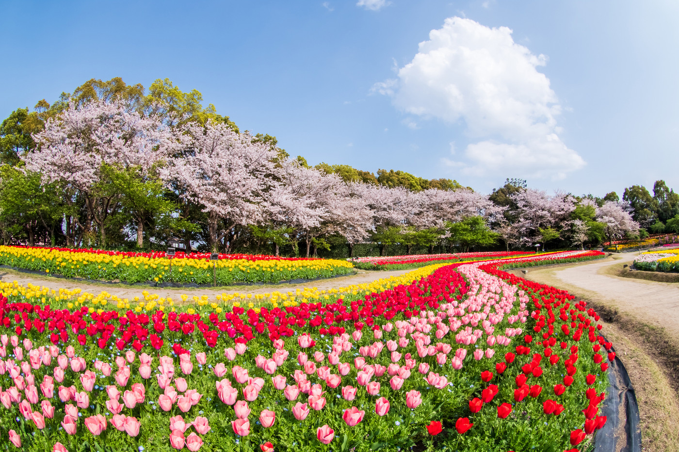 四季折々の花たちに誰もが癒される♡三重県「なばなの里」3554583
