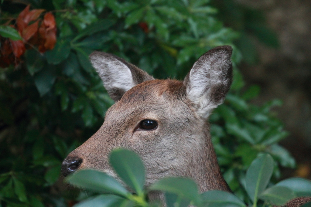 まだまだあります！岩惣の魅力594845