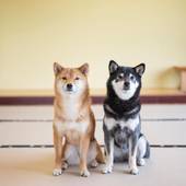 浜名湖わんわんパラダイスホテル（静岡県 旅館） / 5