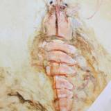 あさひ 本店（アサヒ）