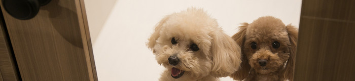 神戸のペットと泊まれるホテル7選｜愛犬愛猫と旅しよう♪