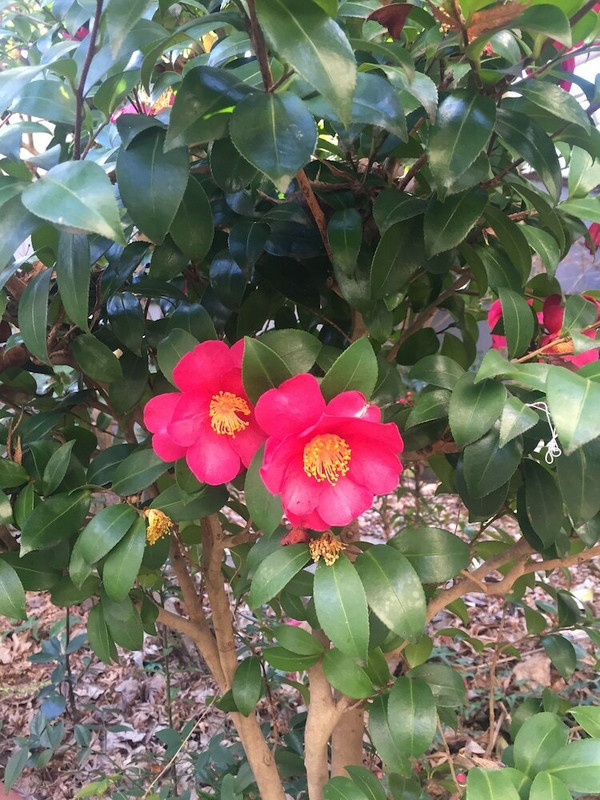 庭園