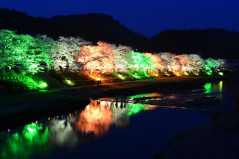 夏井千本桜(小野町)1050989