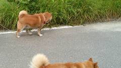 古民家食堂六代目へいじ