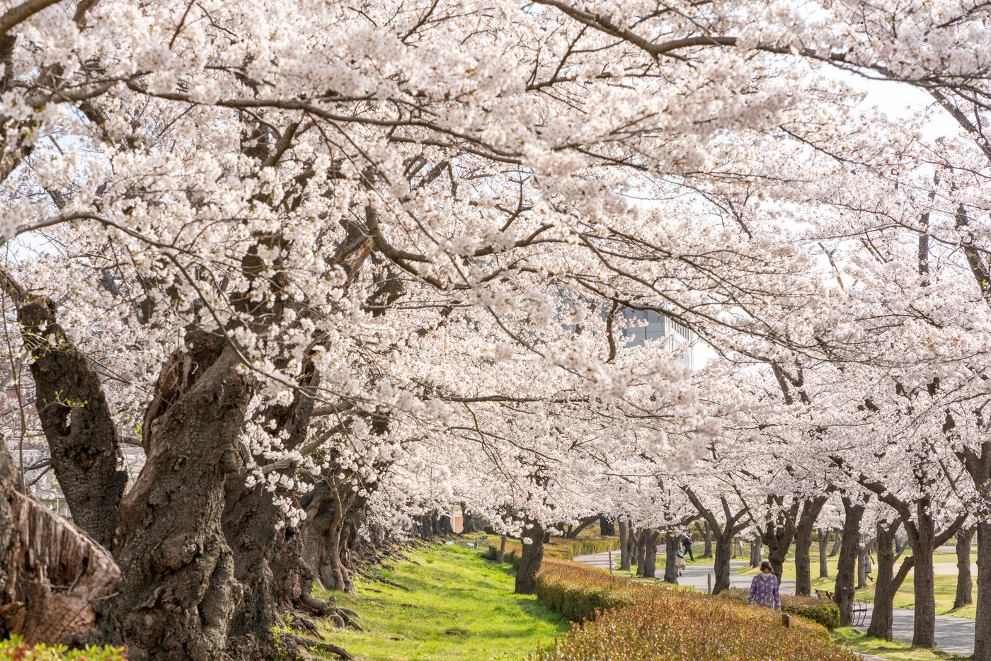 開成山公園「日本最古級のソメイヨシノ」明治11年1878年に植樹された樹齢100年を超える満開の桜