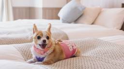 函館でペットと泊まれるホテル・旅館10選｜愛犬も私も幸せなペット可宿