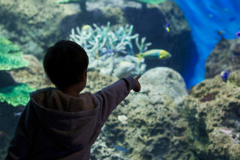 Observing fish Boys Aquarium Oarai Aqua World