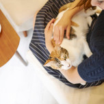 全国の猫と触れ合えるホテル・旅館7選!猫の手を借りて癒されよう♪