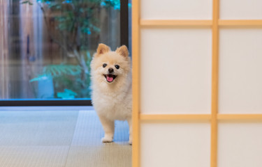 [Kansai] Stay with your pet! 15 recommended hotels and ryokan that allow dogs