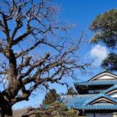 皎月山荘（東京都 旅館） / 3