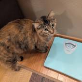 天然温泉 人魚の湯 旅館 海紅豆（千葉県 リゾートホテル） / 3