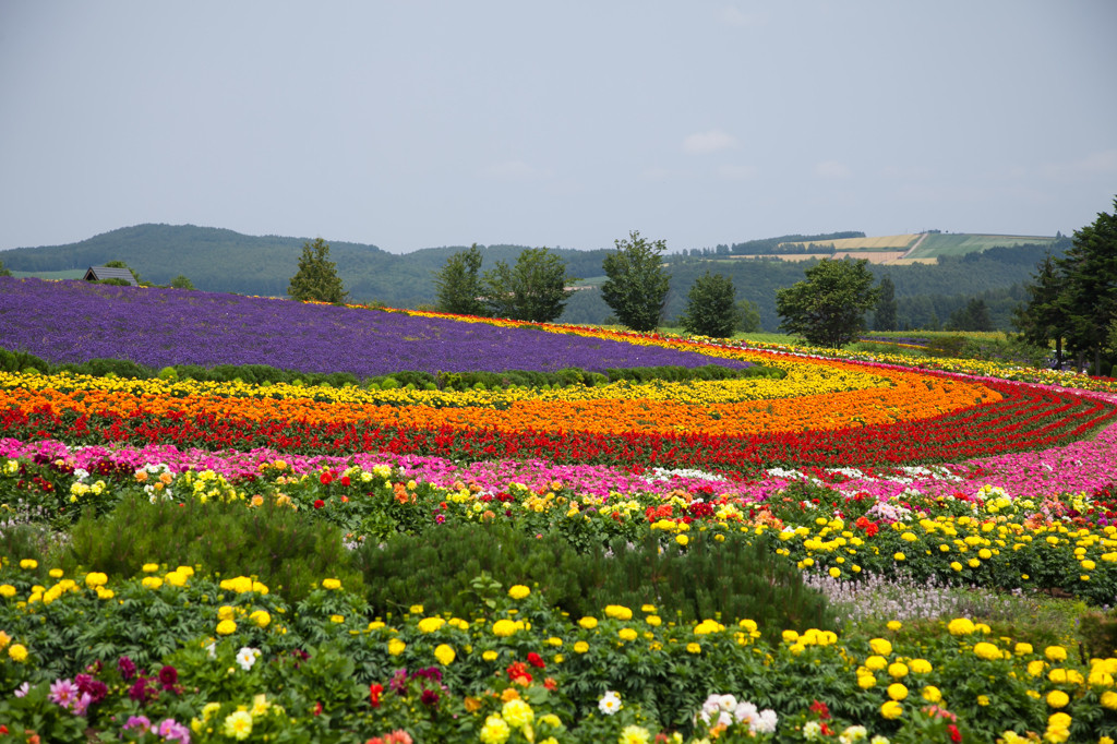 お花畑をペットと一緒に愛でる1941984