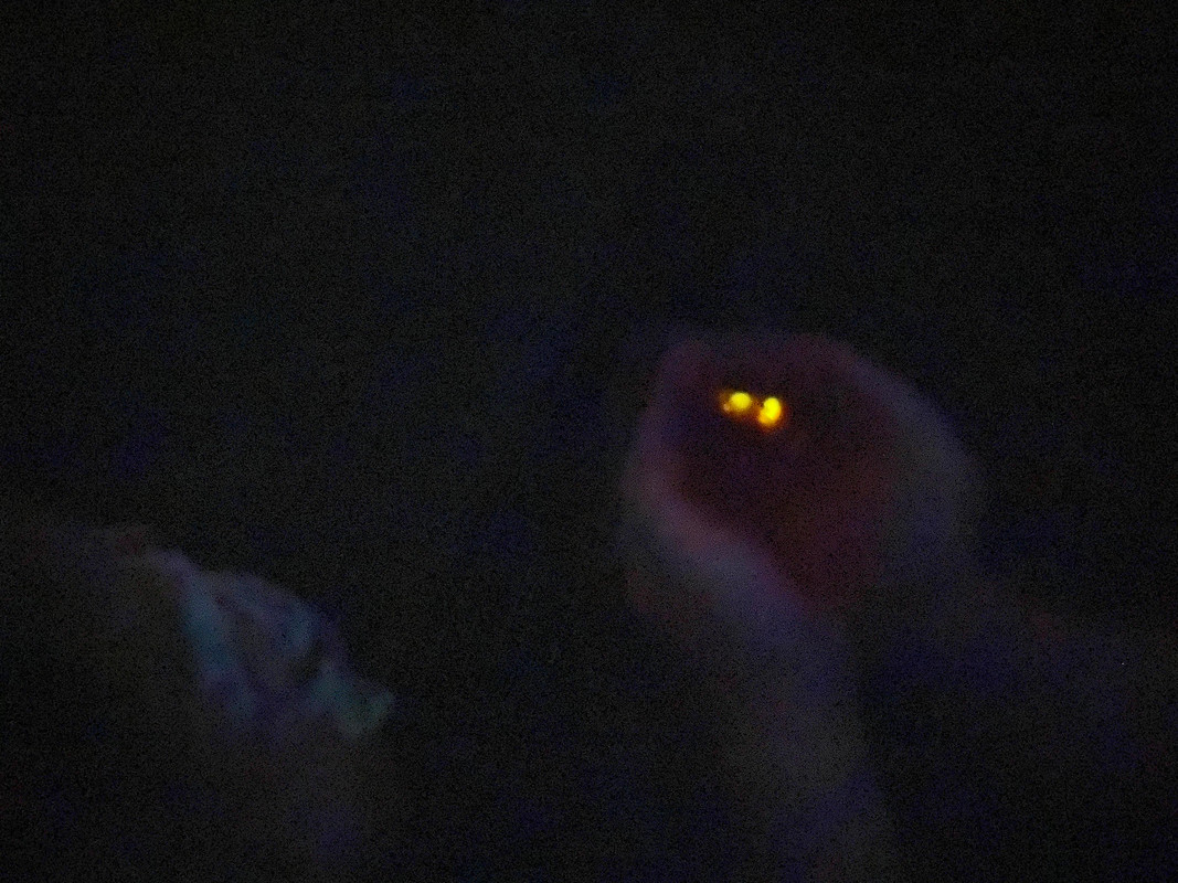 natsumi_imoさんの写真 / 1