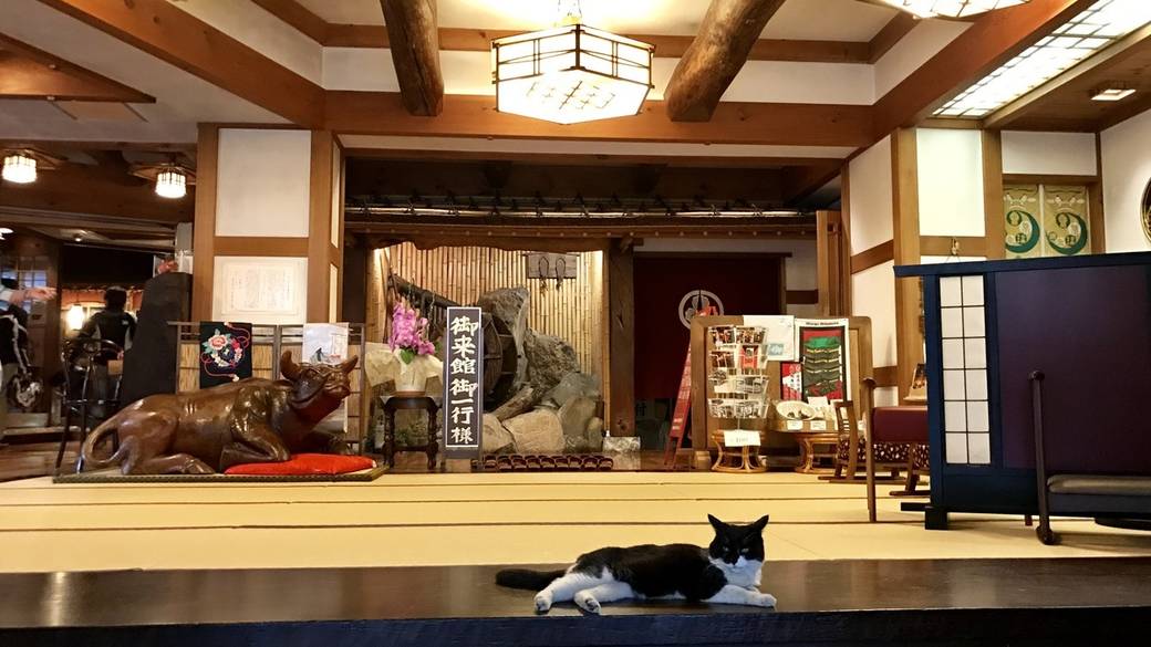  気まぐれに表れる看板猫ちゃん / 4