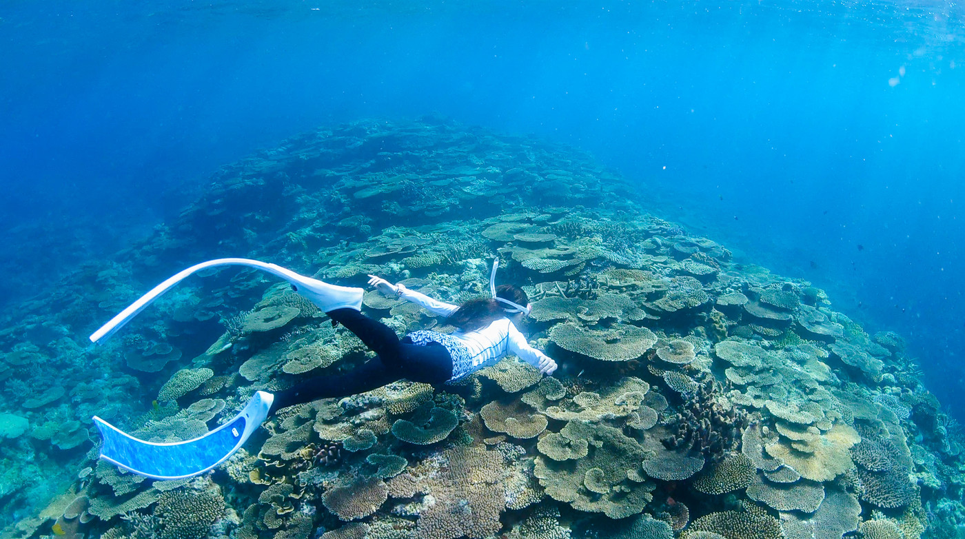 サンゴ礁シュノーケリング