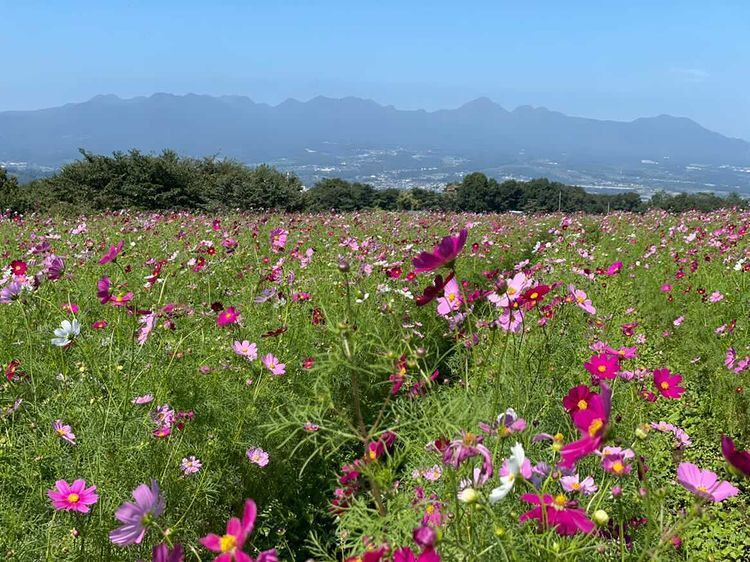 ayamiii_iiさんの写真 / 2