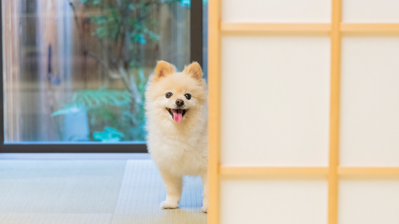 大切な家族と同じ空間で旅を楽しみましょ3372623