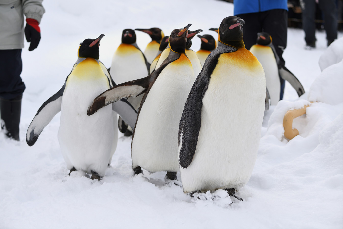 ペンギンの行進
