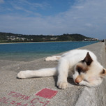 沖縄観光・猫好きにはたまらない♡車で行ける離島「奥武島」と沖縄てんぷら
