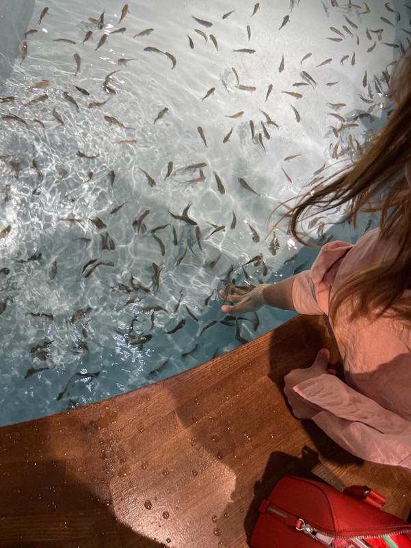 宮島水族館のドクターフィッシュ / 5