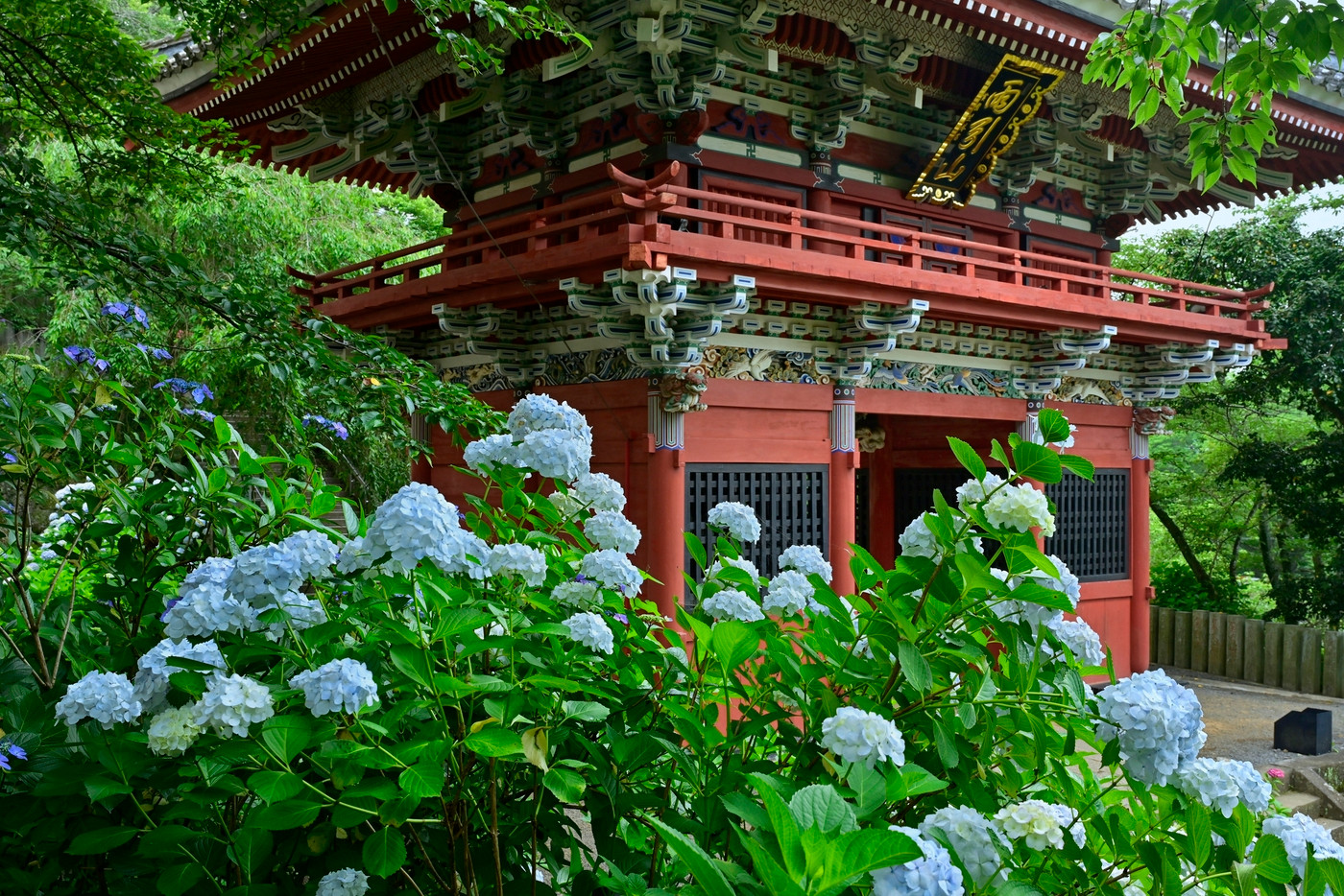 雨引観音の境内に咲くアジサイの花と仁王門