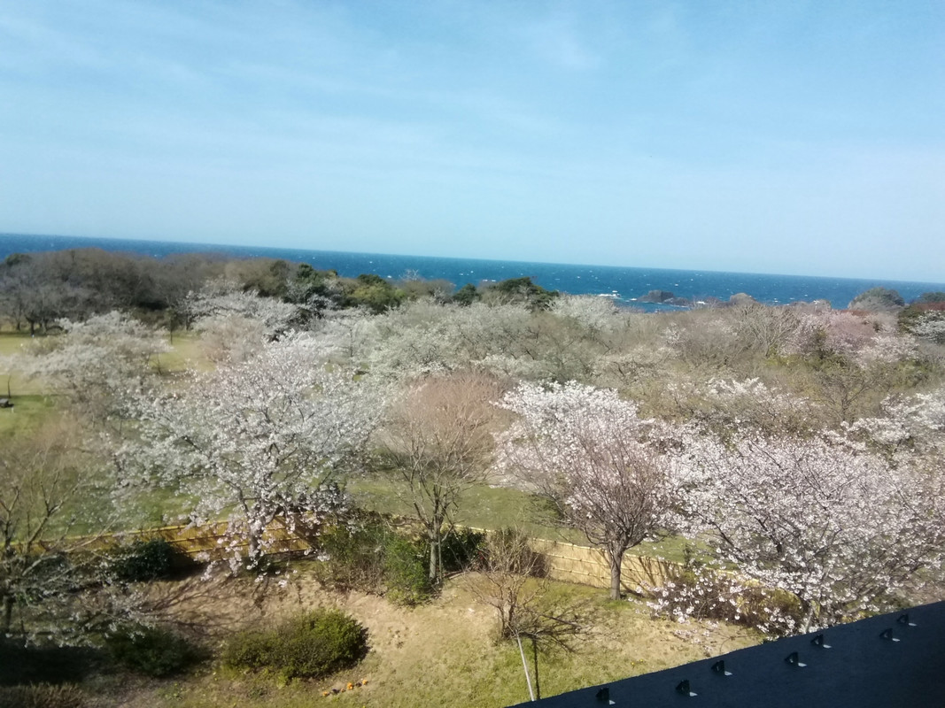 ホテル前庭の桜は満開，遠くに日本海が眺められる