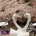 吉祥寺の「井の頭公園」で過ごす休日のおすすめデートプラン