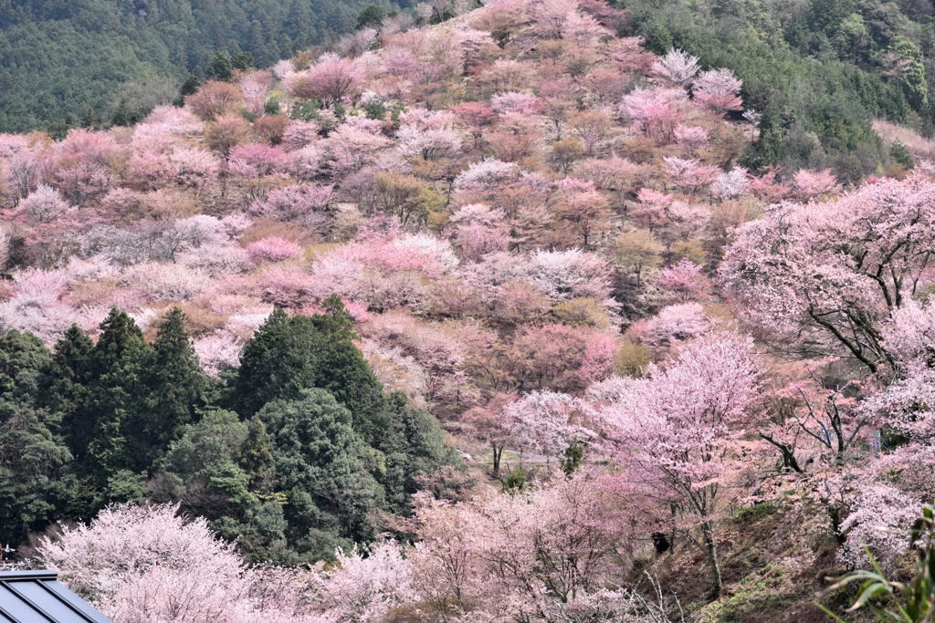 1. 吉野山の桜1380996