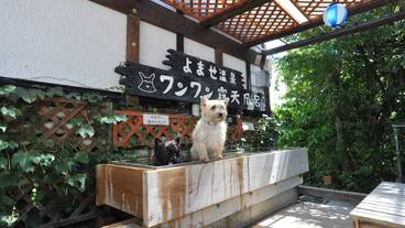 ペット同伴可 / 4