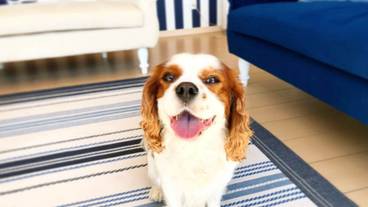 ペット同伴可 / 1