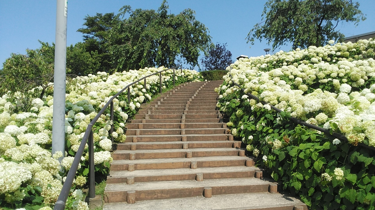 6月25日お台場の紫陽花アナベル