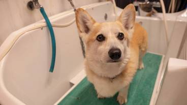 ペット用設備・サービス / 7