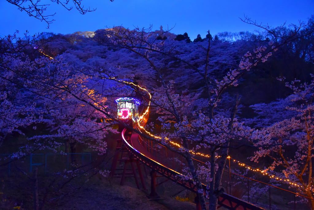 「しばた桜まつり」期間中は夜のライトアップも3689201