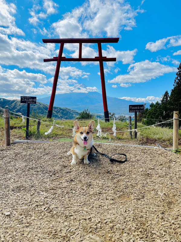 suisuicogicogiさんの写真 / 1