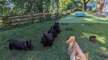 ペット用設備・サービス / 2