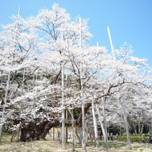 春は岐阜県にある樹齢1500余年の名木「根尾谷 淡墨桜」を見に行こう