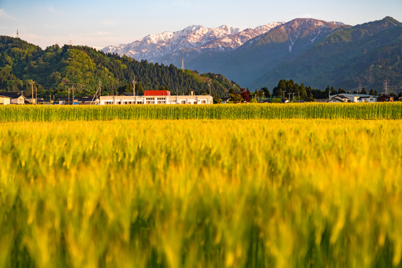 《富山県》夕暮れの麦畑・のどかな田園風景